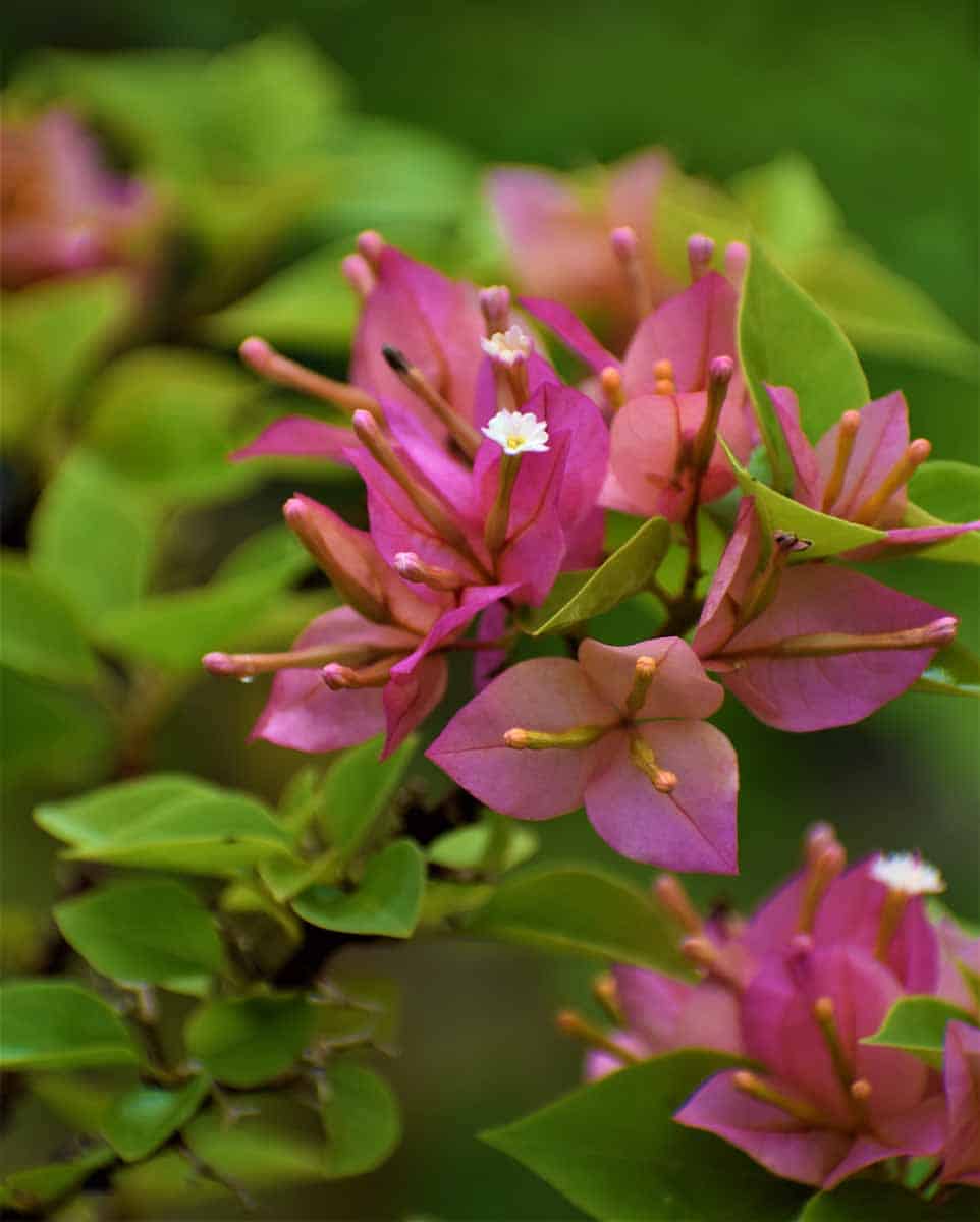 Bougainvillea Pink Pixie Plant 