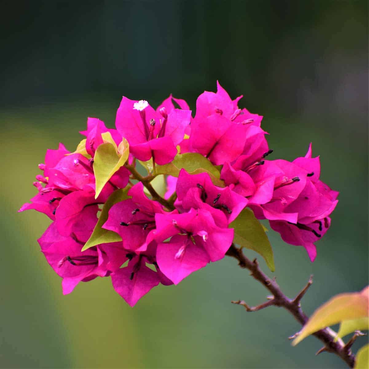 Bougainvillea Torch Glow Annual Flowering Plant