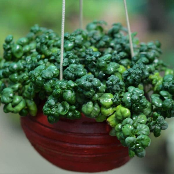 Buy Bubble Plant Online in India