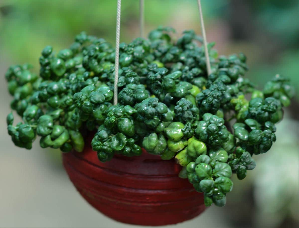 Buy Bubble Plant Online in India