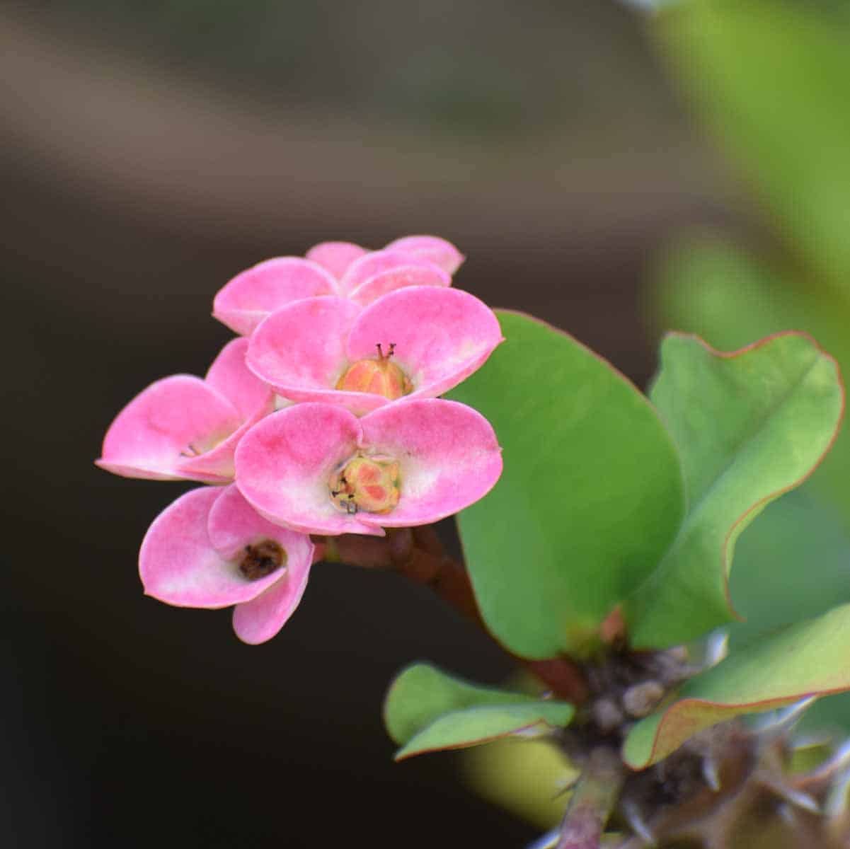 Euphorbia Milii Dwarf (Pink) Plant - Nestreeo.com