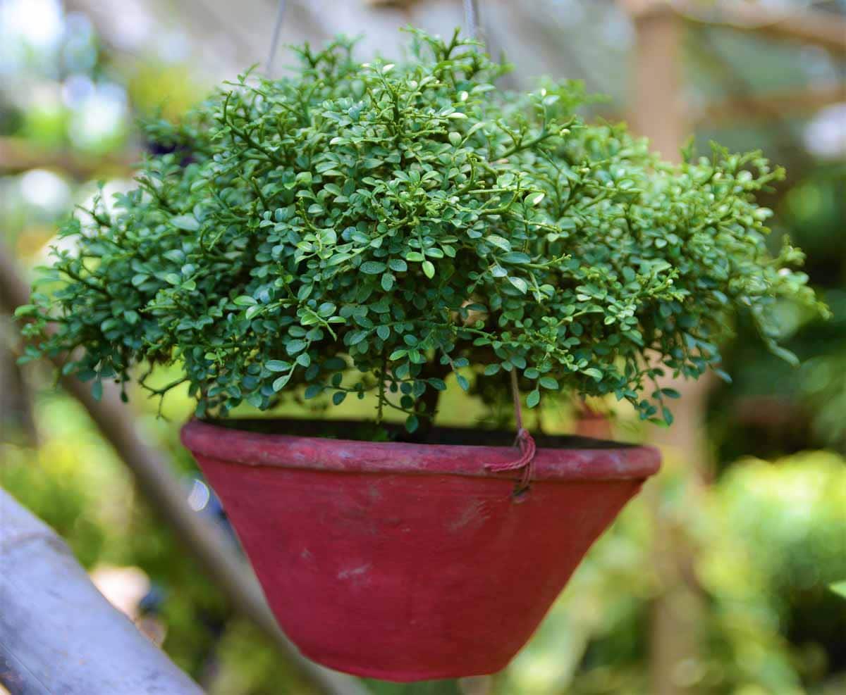 Dwarf Kamini Murraya Paniculata Plant Nestreeo Com