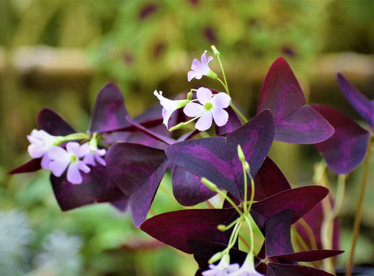 butterfly plant (oxalis purple) - nestreeo