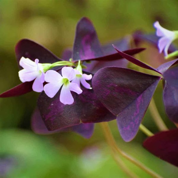 butterfly Plant (Oxalis Purple) 2