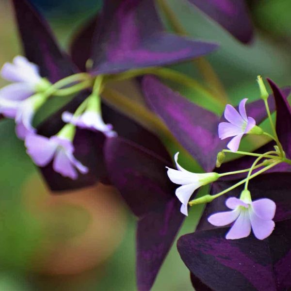butterfly Plant (Oxalis Purple) 3