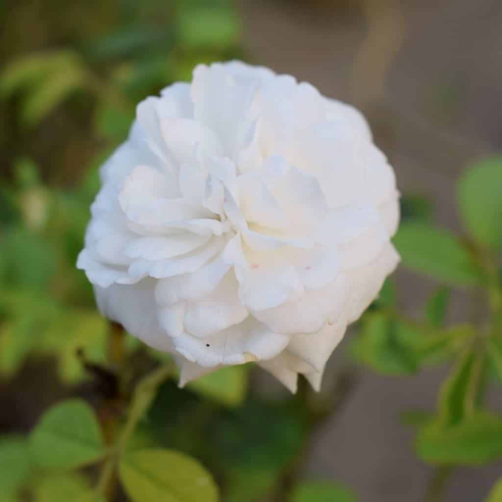 Rose White Flowering Plant - Buy Plants & Handicrafts Online At Lowest ...