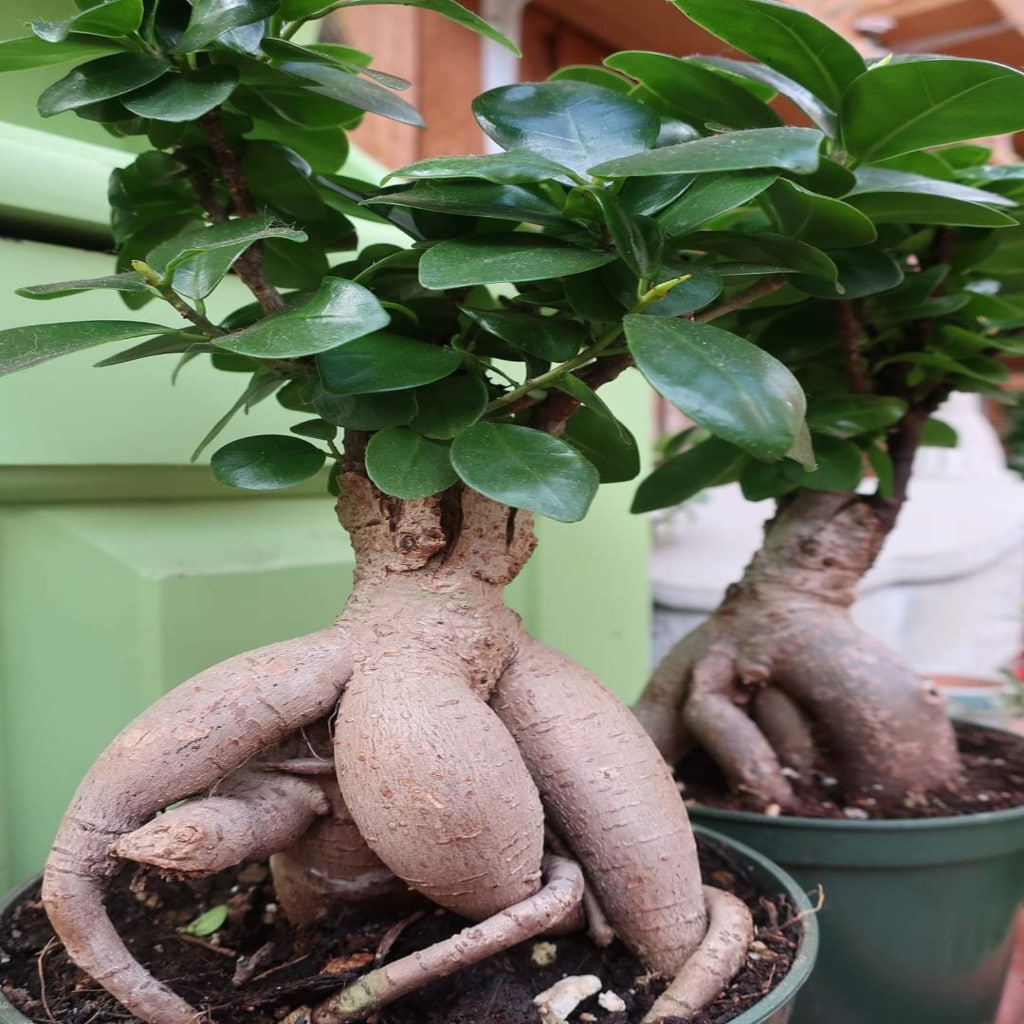 Ficus Microcarpa Ginseng Bonsai - Nestreeo.com