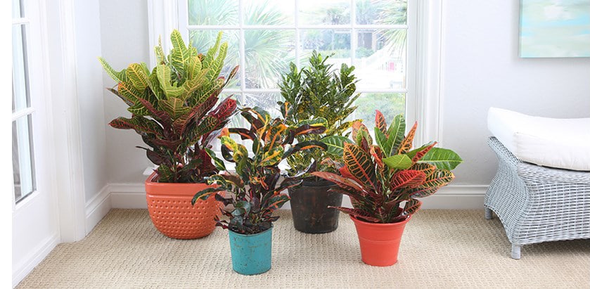 Growing Croton Plant Indoors