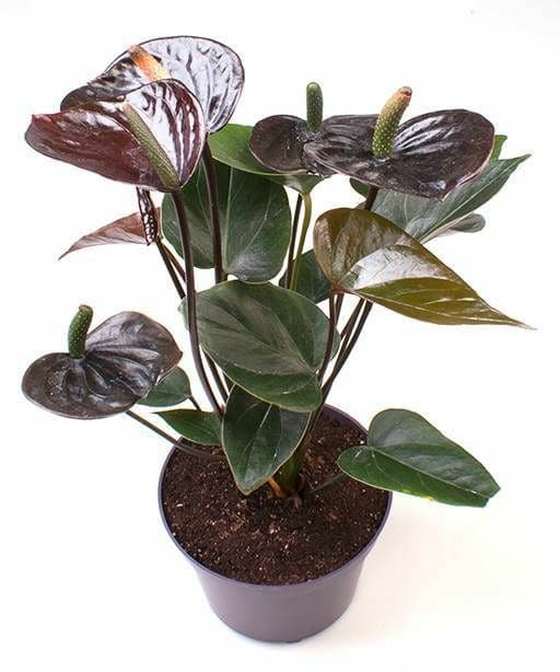  Anthurium  Black  Beauty Flowering Plant  Big Buy Plants  