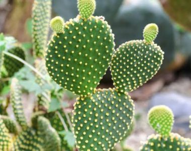 buy cactus online in india