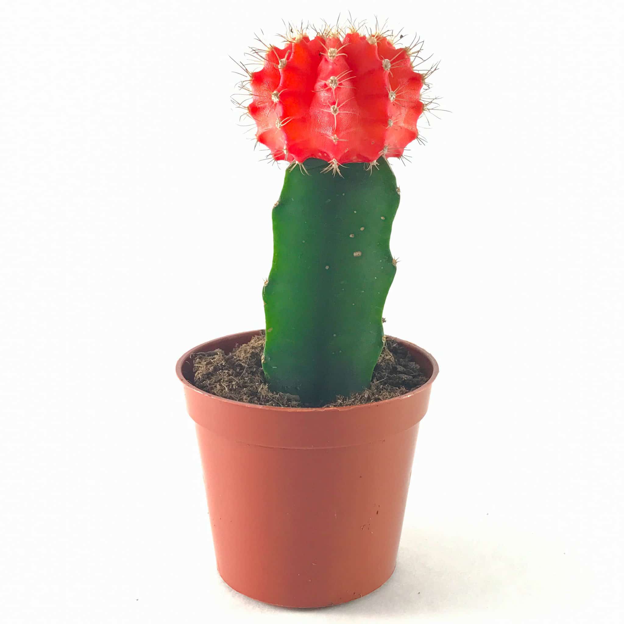 Moon Cactus Grafted, Red Cactus Plant