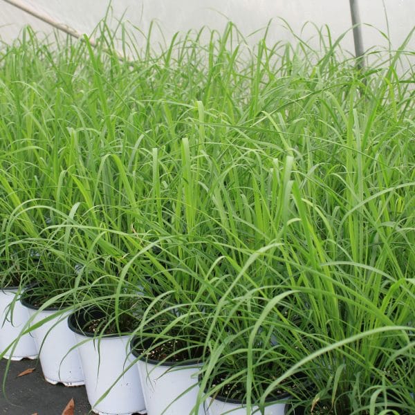 Garden centers offer lemongrass, a tropical plant that performs well in Mississippi as a perennial in southern areas and an annual farther north. (Photo by MSU Extension/Gary Bachman)