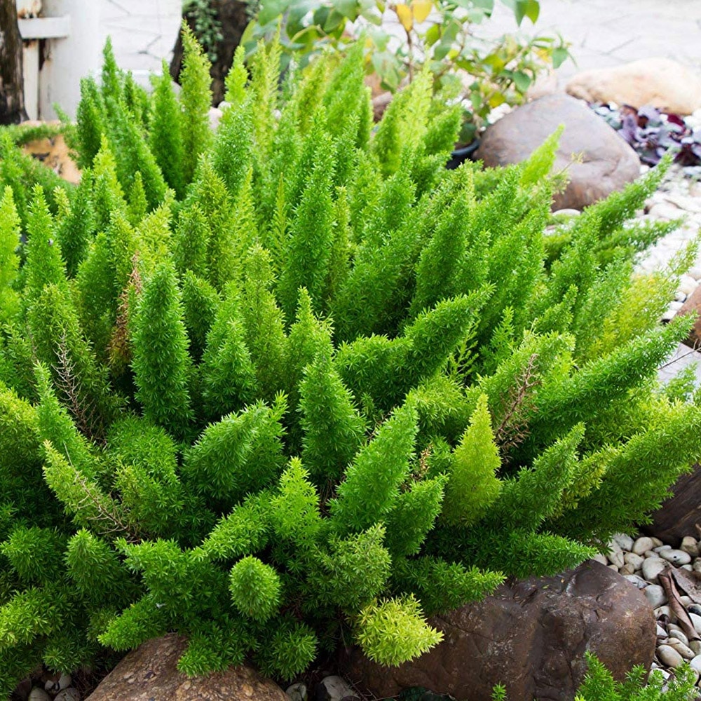 asparagus mayerri - foxtail fern plant - nestreeo