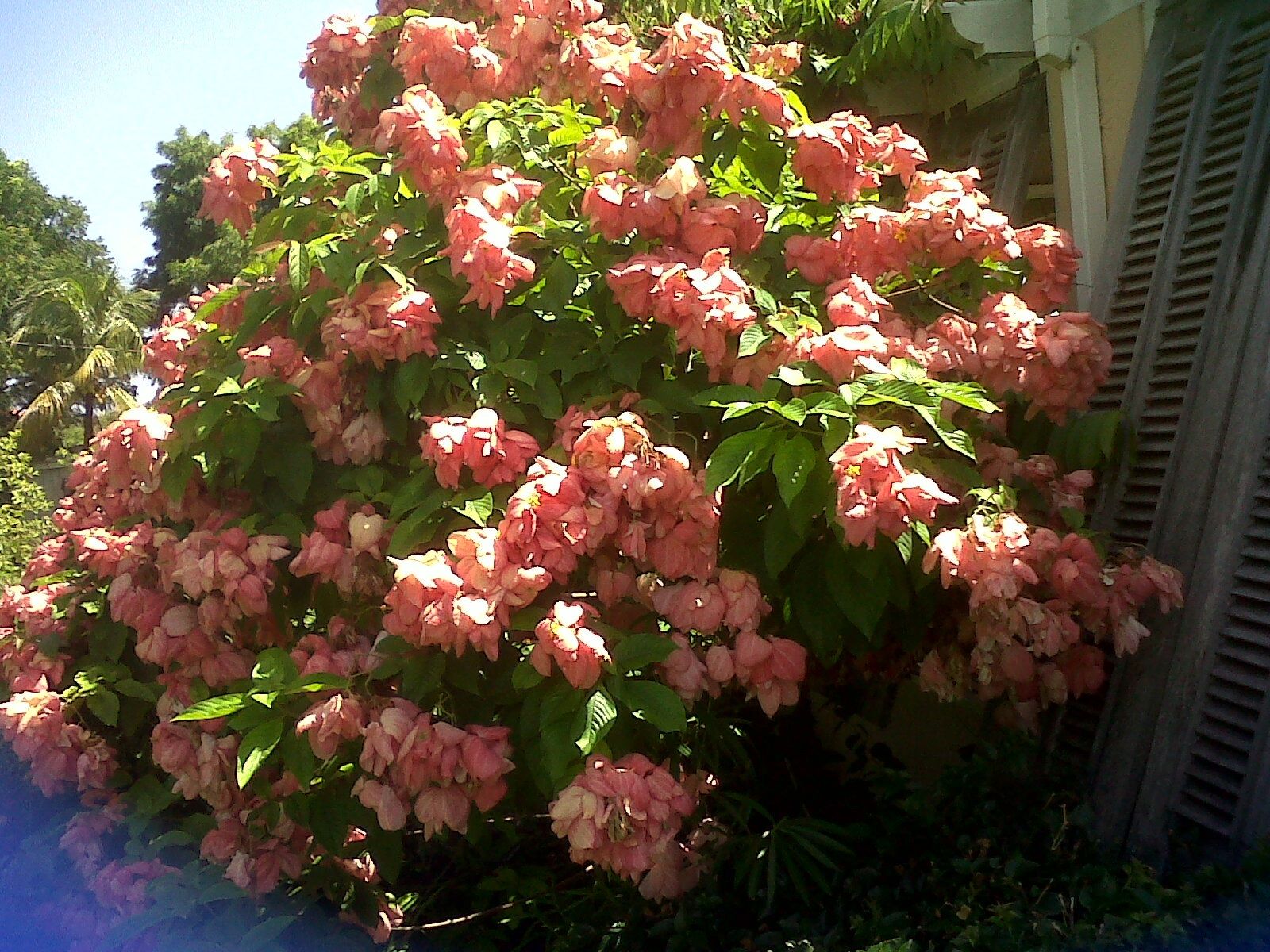 Mussaenda Pink Flowering Plant