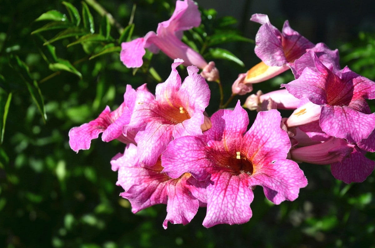 tecoma pink plant