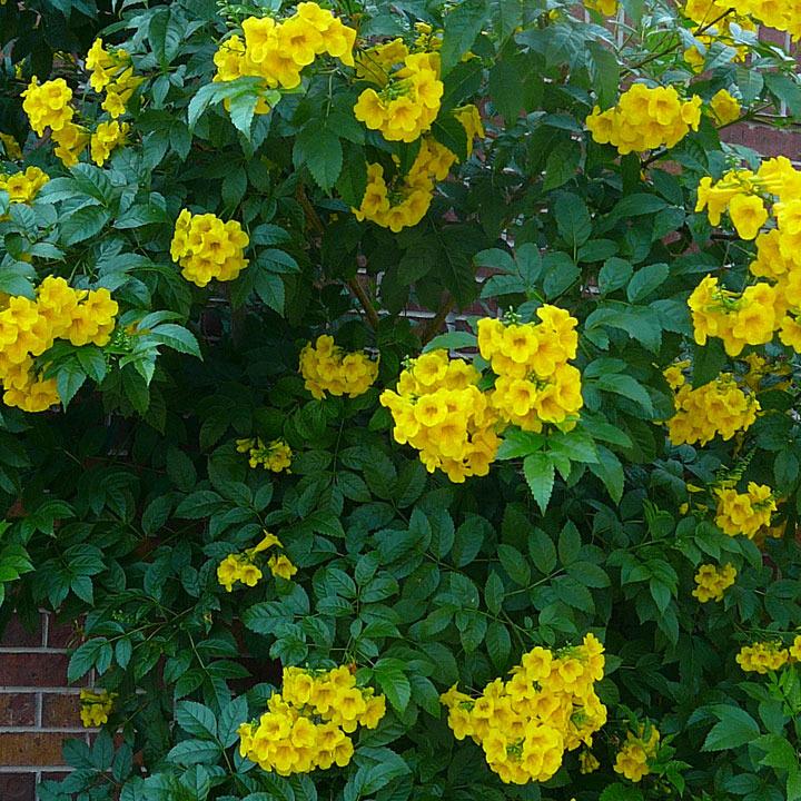 tecoma yellow stans plant gold star bells garden bloom plants