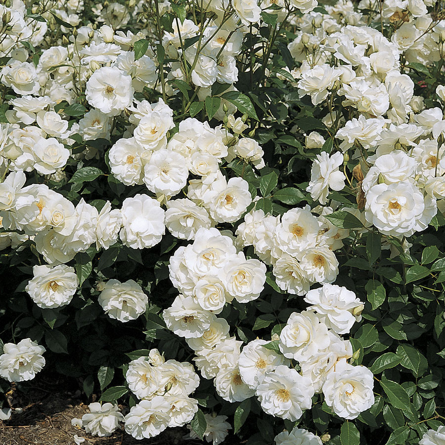 Rose White Flowering Plant - Nestreeo.com