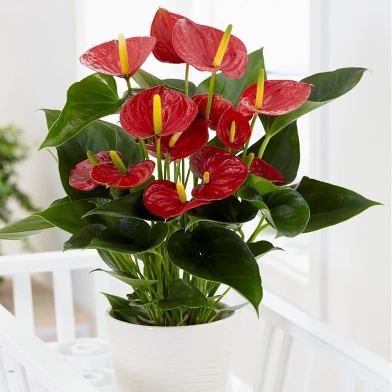 Anthurium Red Plant - Nestreeo.com