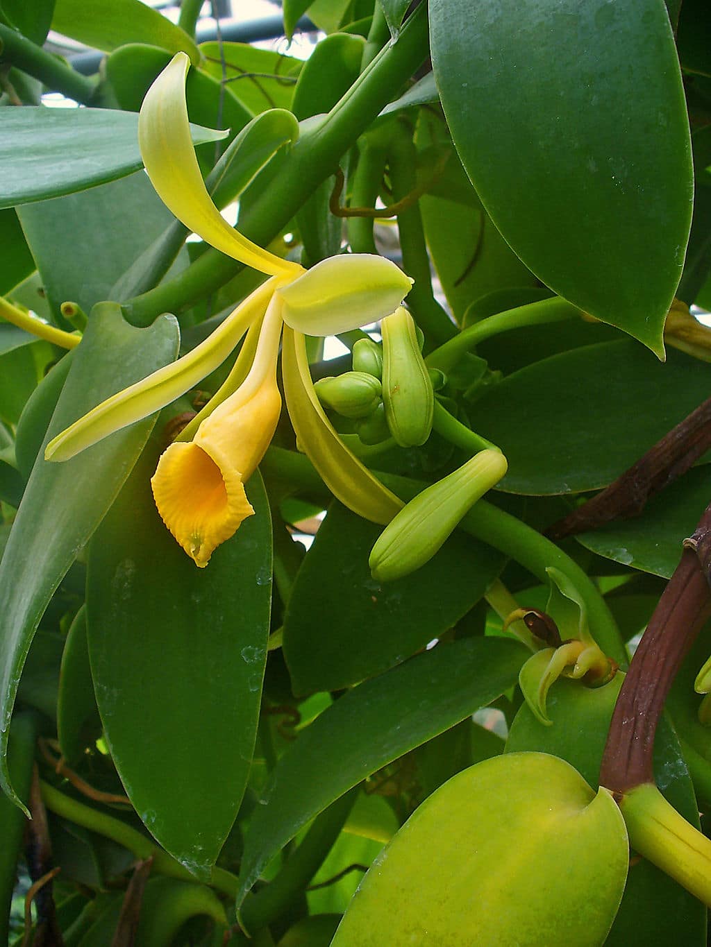 Vanilla Planifolia Plant - Nestreeo.com