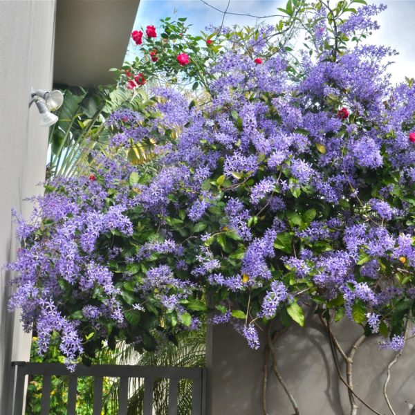 Purple Wreath, Sandpaper Vine flowering Plant 3