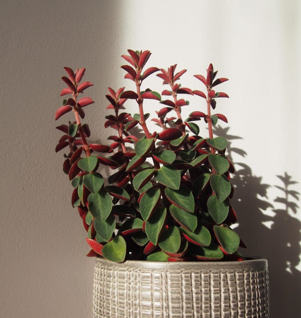 Peperomia Verticillata 'Red Log' Plant