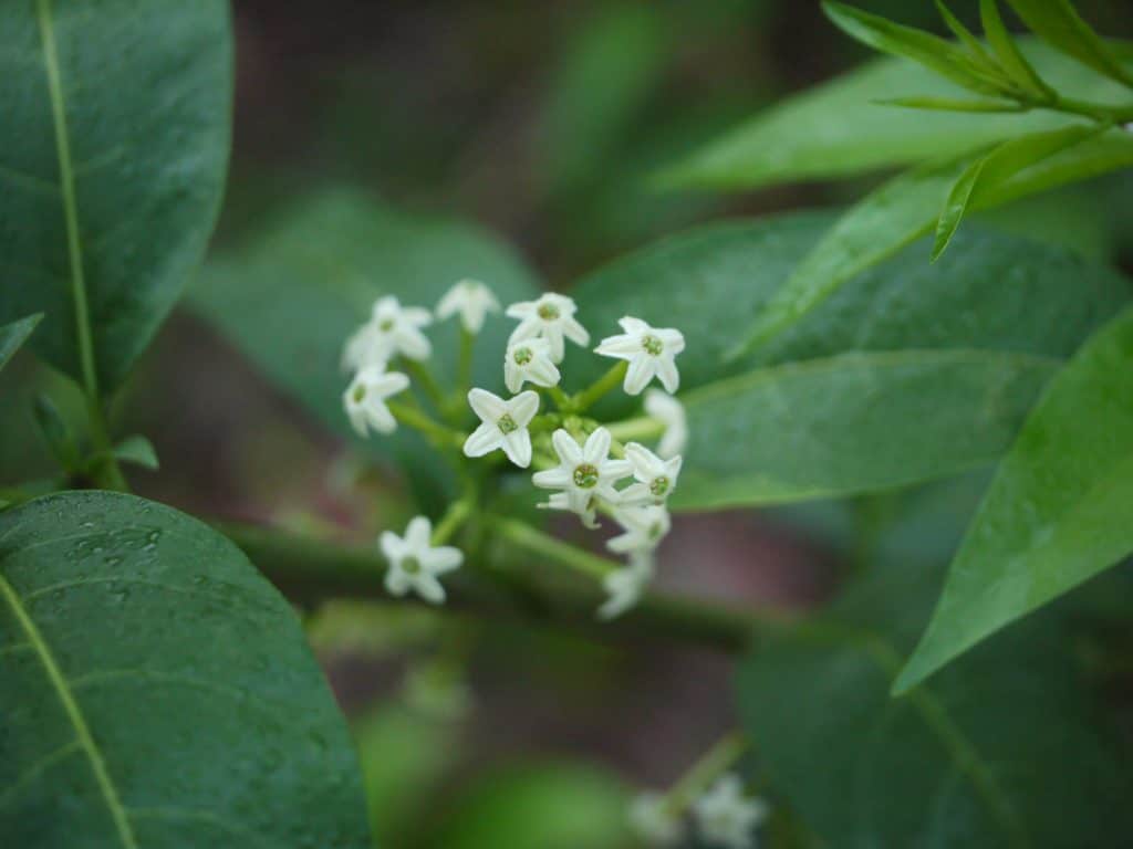 Raat Ki Rani, Night Blooming Jasmine Plant