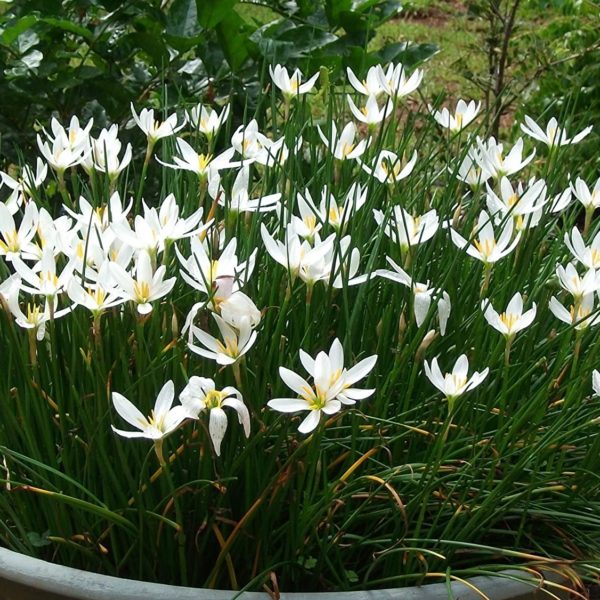 Rain Lily white 2