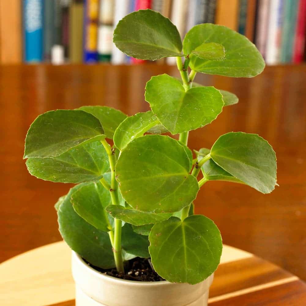 Hoya (Round Leaf) Plant - Nestreeo.com