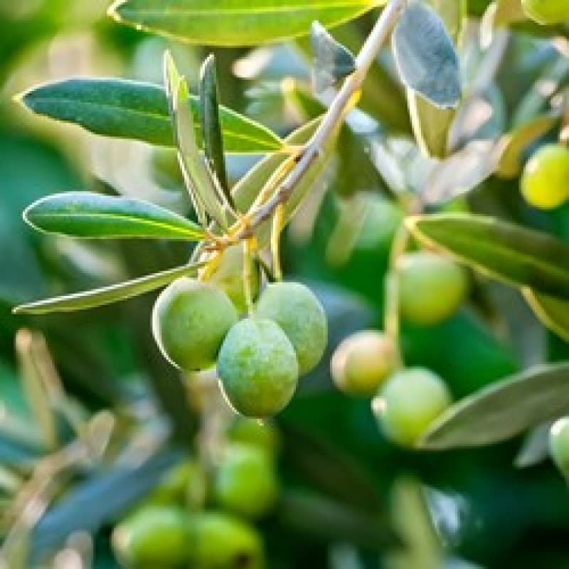 Olive Fruit Plant 