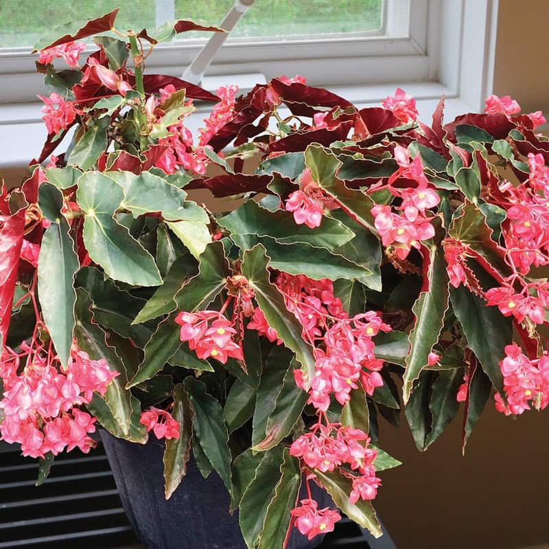 Angel Wing Begonia Torch Red Plant 
