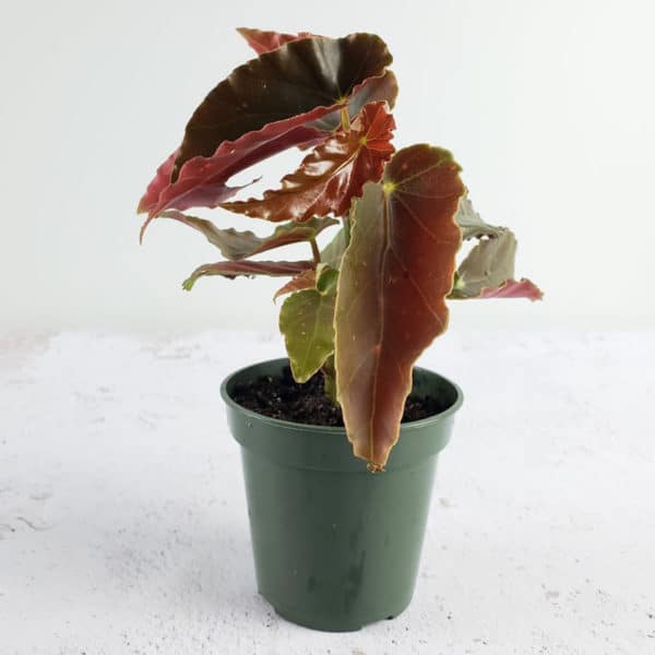 Angel-Wing-Begonia-Torch-Red-Plant-3