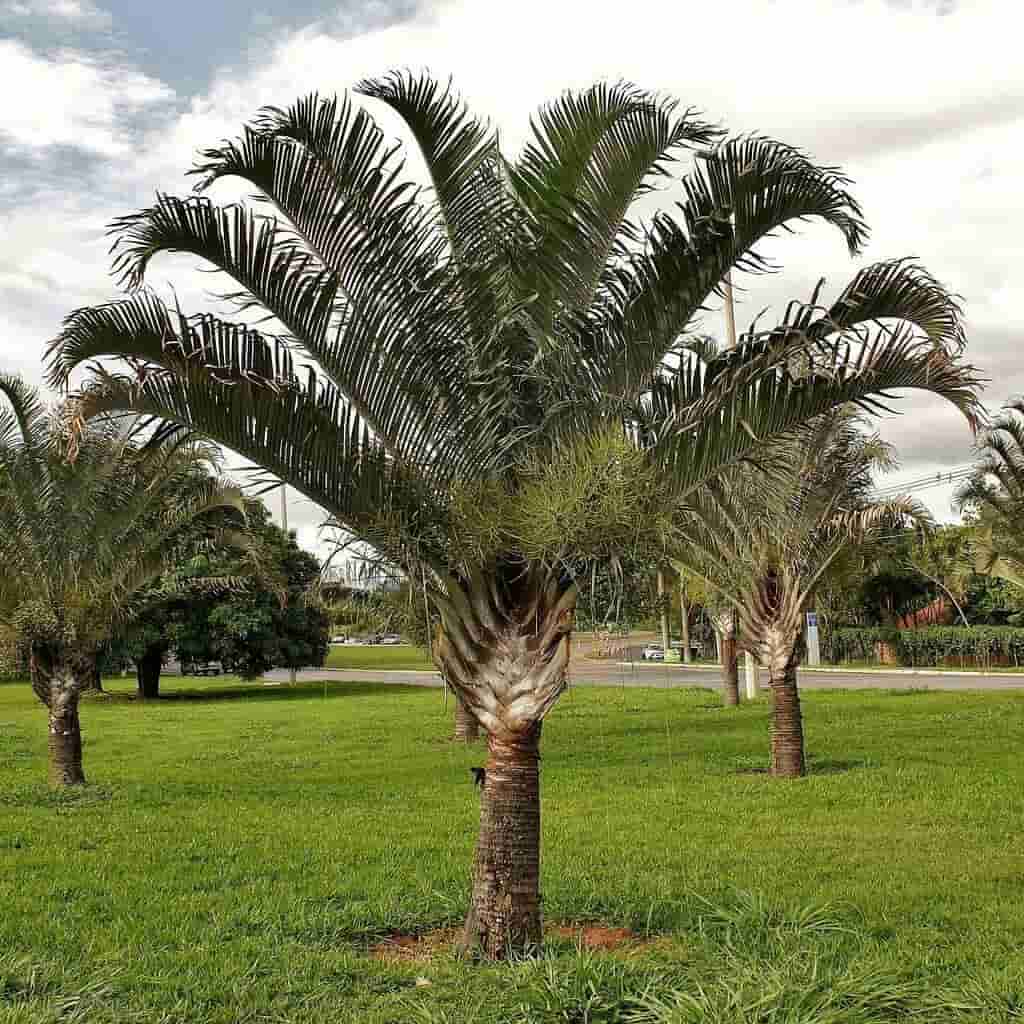 Triangle Palm Tree