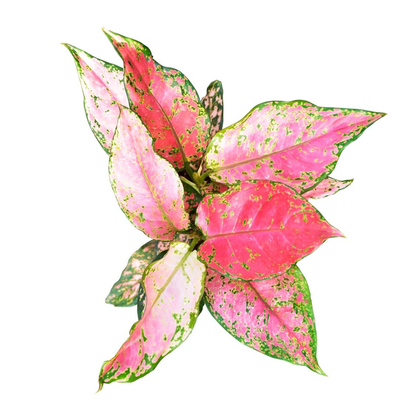Aglaonema Pink Plant - Nestreeo.com