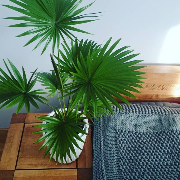 table palm plant 3